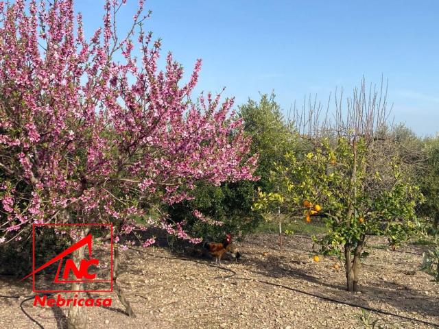 Masía en venta en Cabezas de San Juan Las. Presentamos esta magnífica finca rústica de 6.000 m de regadío, un entorno natural privilegiado, donde tradición y productividad s. Masías Cabezas de San.