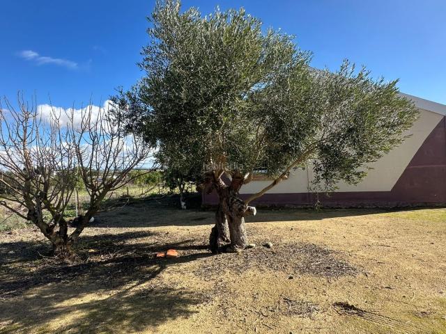 Masía en venta en Chiclana de la Frontera, Los Franceses La Vega. ¡Oportunidad Única en Miralamar! Finca Segregada de 2.000 m² con Enorme Potencial. Masías Chiclana de la.