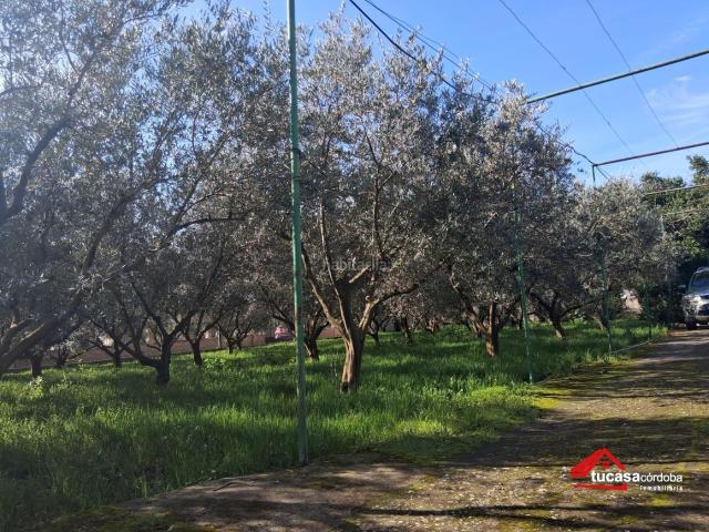 Masía en venta en Córdoba, Santa Maria de Trassierra. Naturaleza, amplitud y mil posibilidades en Alcolea. No hipotecable. Masías.