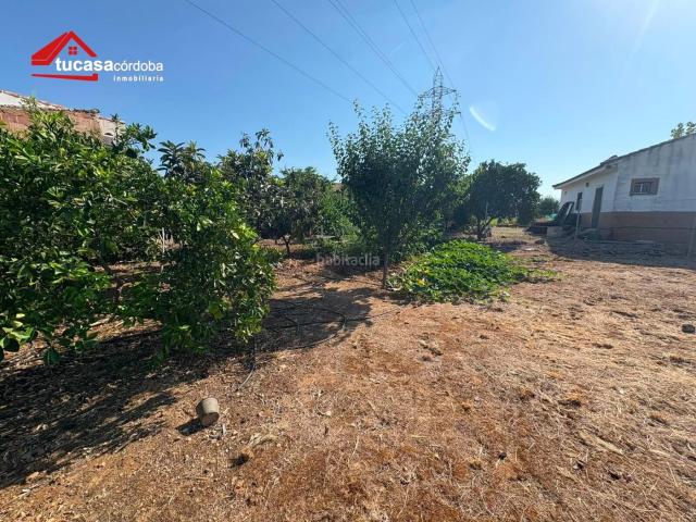 Masía en venta en Córdoba, Villarrubia. FINCA RÚSTICA DE 2.504 m2 CON LUZ, AGUA Y CHIMENEA EN CRTA. PALMA DEL RÍO PARCELA VALLADA CON ÁRBOLES FRUTALES. Masías.