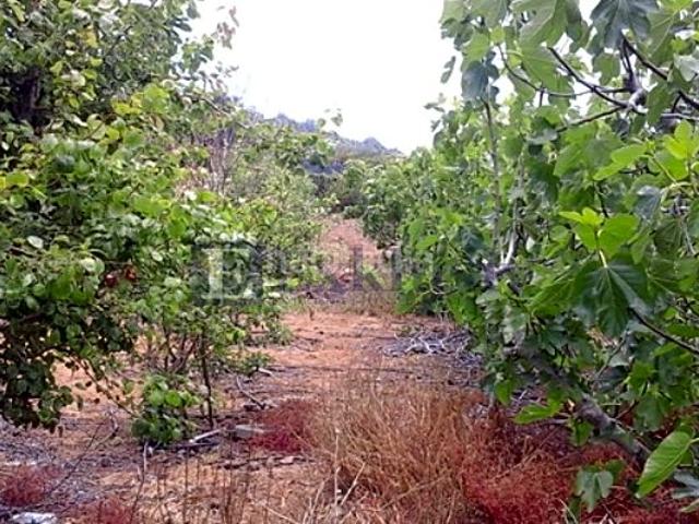 Masía en venta en Garachico. Masías.