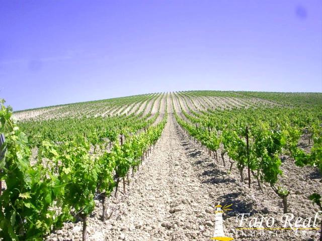 Masía en venta en Jerez de la Frontera, Santiago Coronación. Finca rústica de viñedos. Masías Jerez de la.