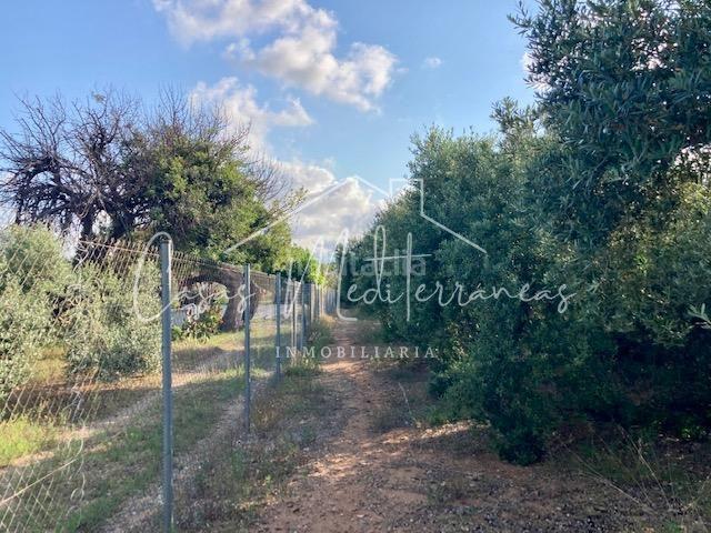Masía en venta en Riudoms. Finca Rustica en Riudoms. Masías.