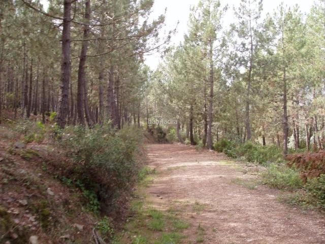 Masía en venta en Sant Julià del Llor i Bonmatí. Masia con 49 hectàreas de explotación de pinos. Masías Sant Julià del Llor i.