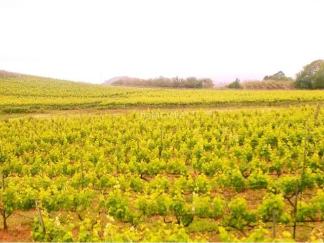 Masía en venta en Sauzal El. OCASIÓN! Dos casas con bodega en una excepcional finca. Oportunidad Única. Masías Sauzal.