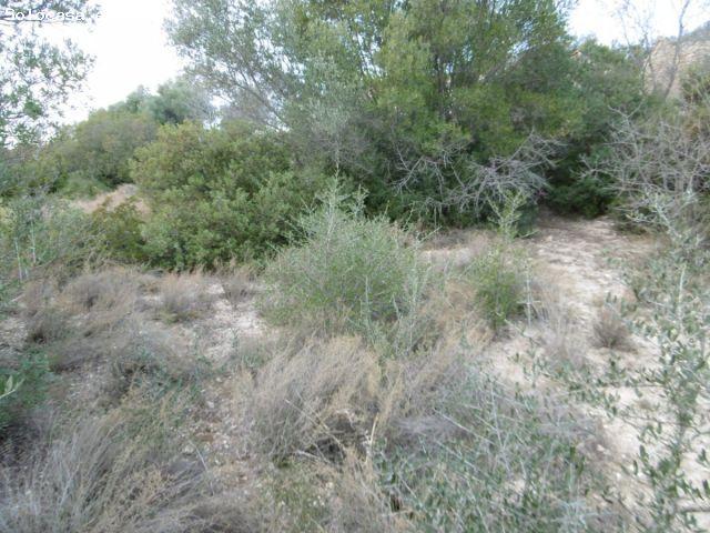 MASIA PARA REFORMAR CON TERRENO Y ACCESO POR CAMINO ASFALTADO