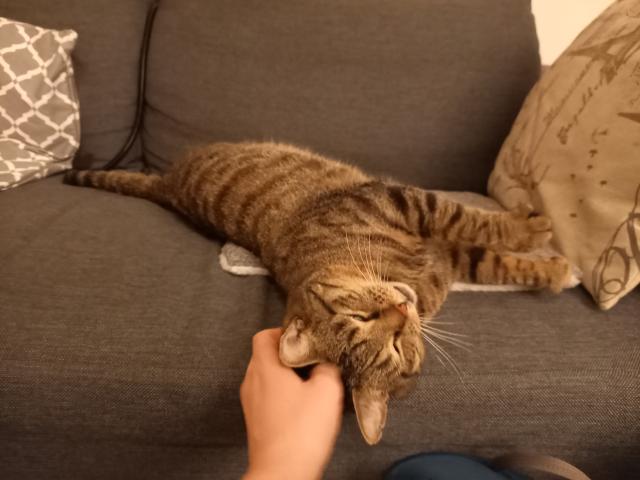 MET BINNEN KAT! Appartement in centrum Utrecht