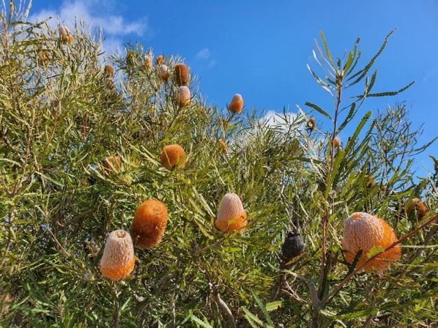 Mindarra Wildflower Farm