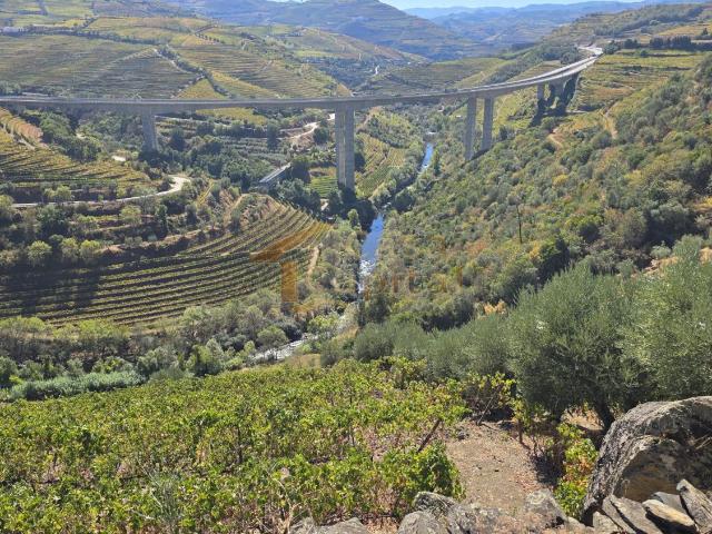 Mini Quinta