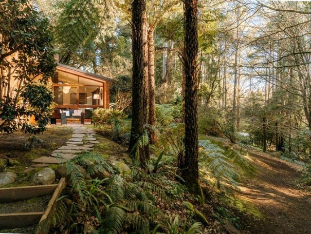 Mid Century Amongst the Trees