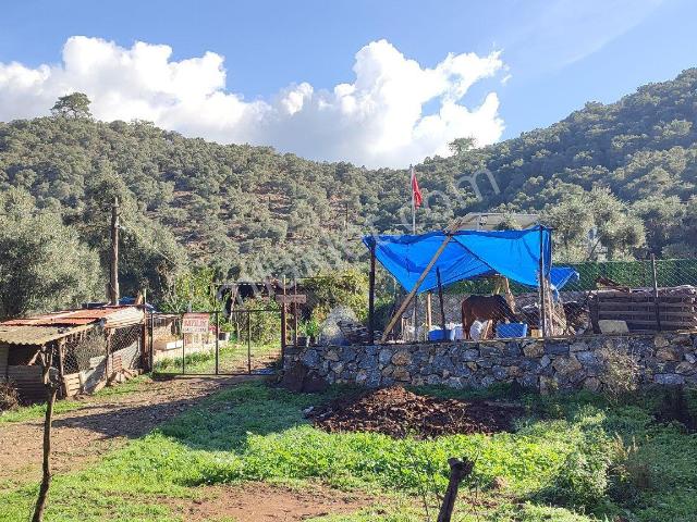 Milas Selimiye Kandak Mevkiinde Satılık Ev, Dam Ve Bahçe