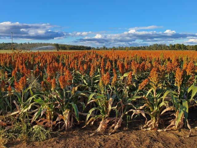 Mixed Farming with irrigation and elevated grazing land