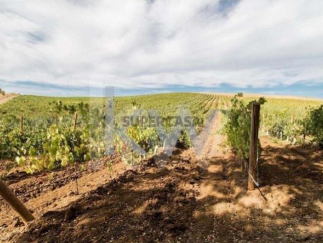 Vinha em Produção com 2 prédios urbanos sito em Vila de Frades