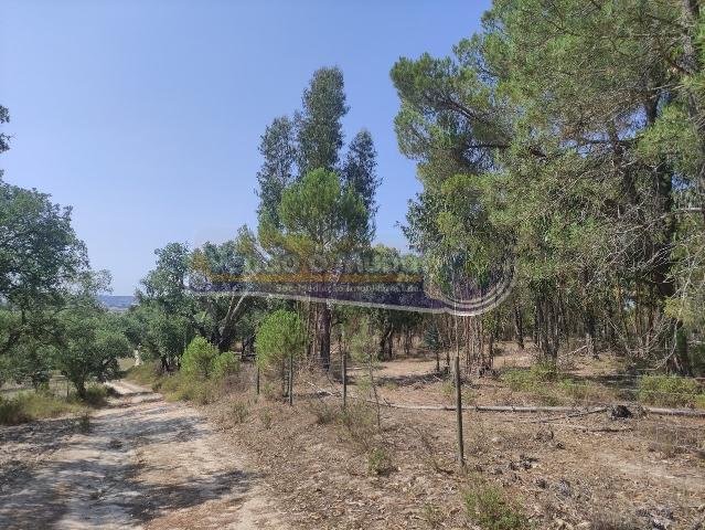 Monte Alentejano em Mora MOR037