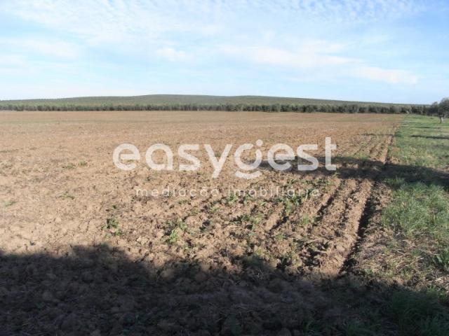 Monte com 10ha em Gasparões Ferreira do Alentejo