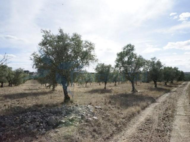 Montemor Montemor LS93948009
