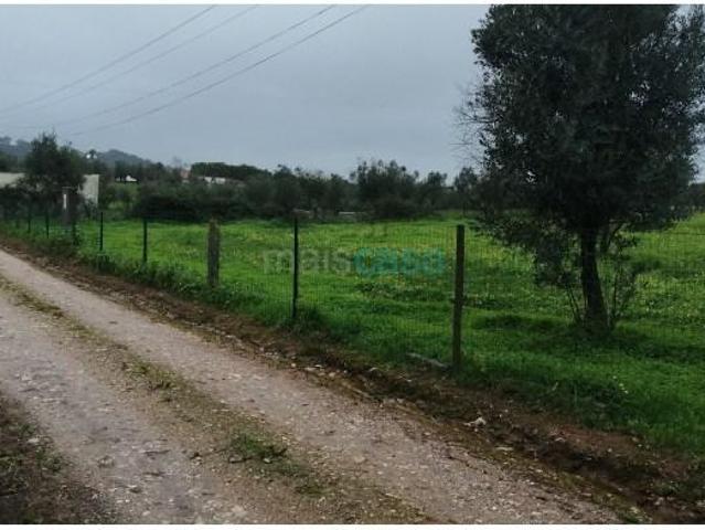 Montemor Montemor 105554083