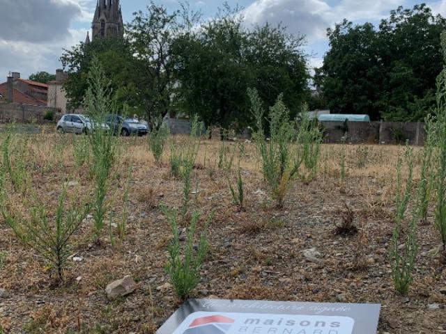 Montreuil Bellay Vente Maison 49