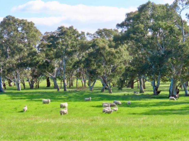 Land Monbulla SA 102797151