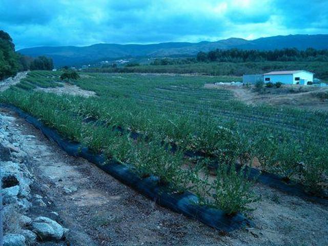 Moimenta Da Serra Beira Alta 6290 241 103964448