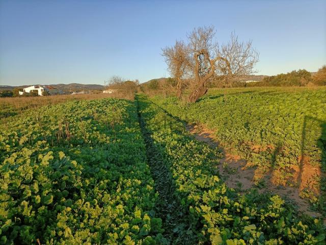 Moradia, Conceição
