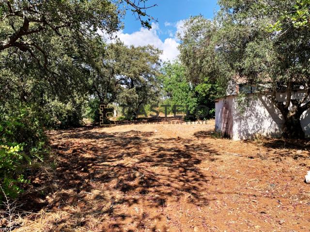 Terreno de 1,5 hectares de terreno com Ruina para recuperar – Santa Bárbara de Nexe