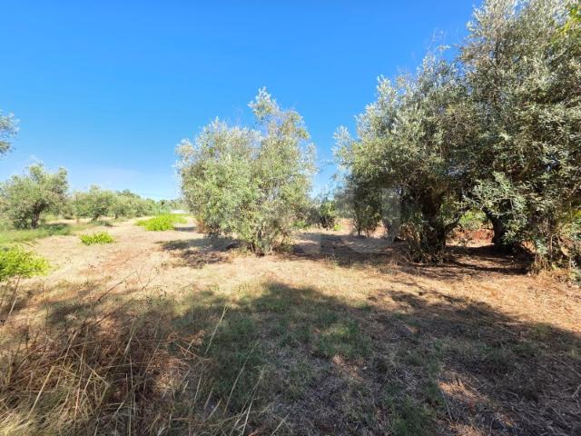 Moradia T5 + Sotão em São Miguel do Rio Torto Abrantes, com garagem terreno de 5200 m2, árvores de fruto e poço