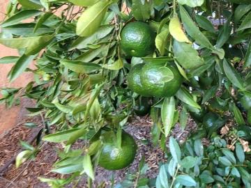 Amora, Distrito de Setúbal - Jardim