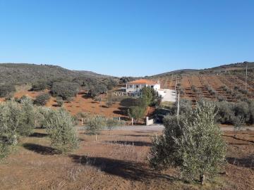 Moradia T3 térrea e isolada com garagem 18000 m2 de terreno com oliveiras em Macedo de Cavaleiros