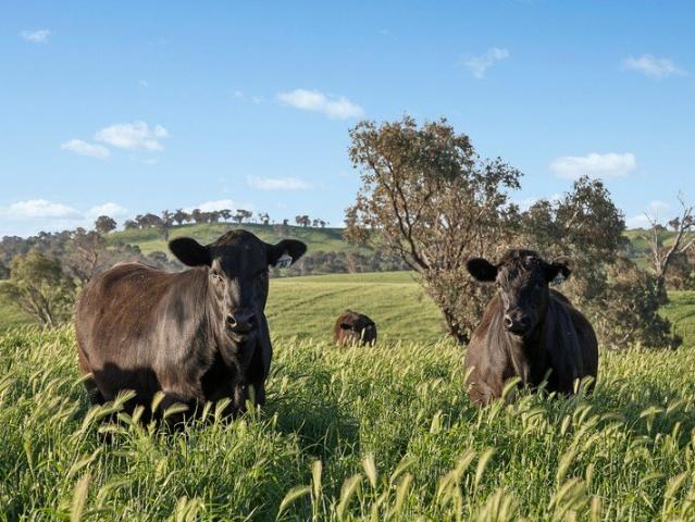 MULLUNGEEN' A Landmark Rural Holding 2,956 Acres of Distinction
