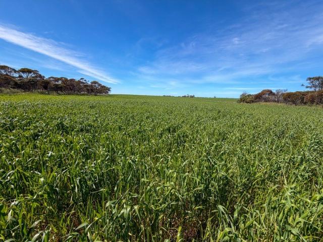 MURDINGA & WEST END Mixed Farming