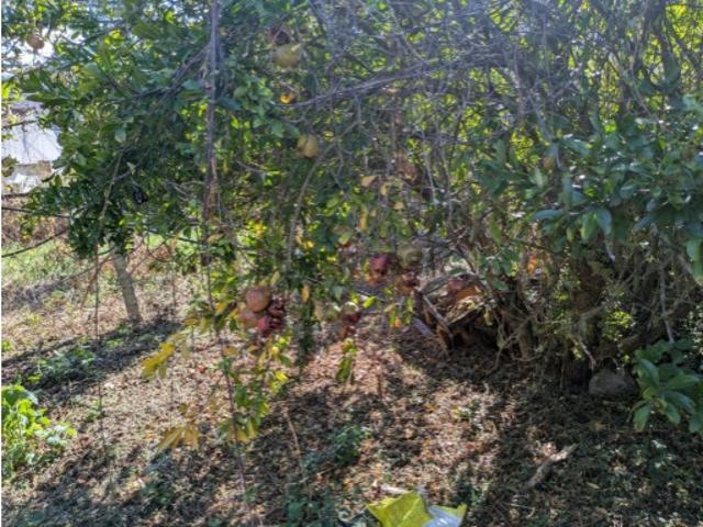 Não urbanizável em Torres do Mondego
