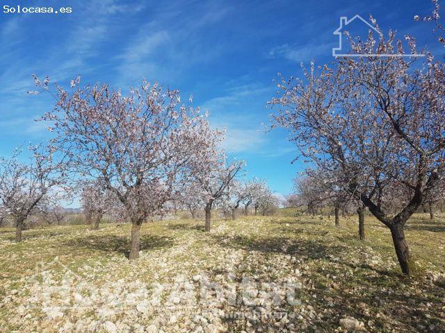 Naturaleza, privacidad y gran producción agrícola en esta singular finca rústica con cortijo tradici