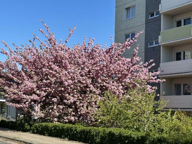 NEU moderne und freundliche 3 Zimmer Wohnung mit Balkon Pawlowstraße 3 NEU