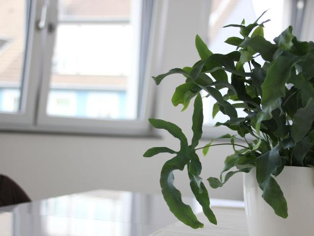 Nice & new apartment in Hilden, Hilden Amsterdam Apartments for Rent
