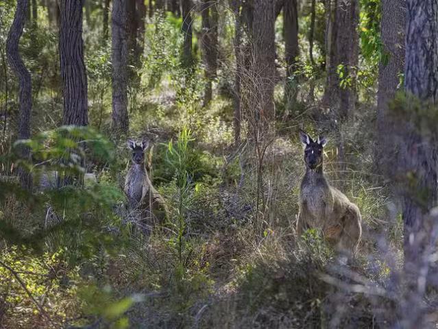 Just in! 17 Pimelia Drive, Margaret River, WA 6285