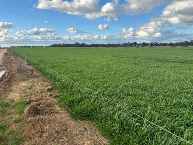 NULLABOR HANSEN RD BALLENDELLA