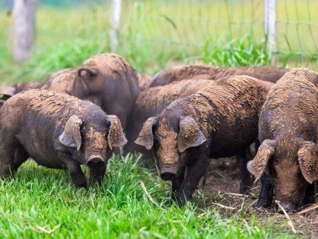 SUSTAINABLE LIVING ON YOUR OWN PROFITABLE ORGANIC FARM