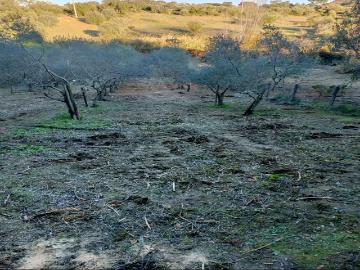 O Seu Refúgio de Sonho com Riacho e Olival a 15min de Torres Novas