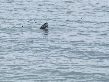 Edgemar, Pacifica city, San Mateo County, California, USA