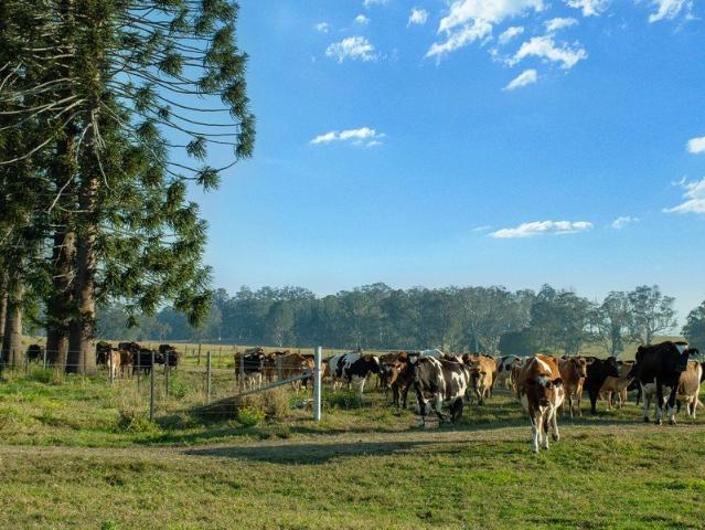 'Oaklea' & 'Mcleans Camp'
