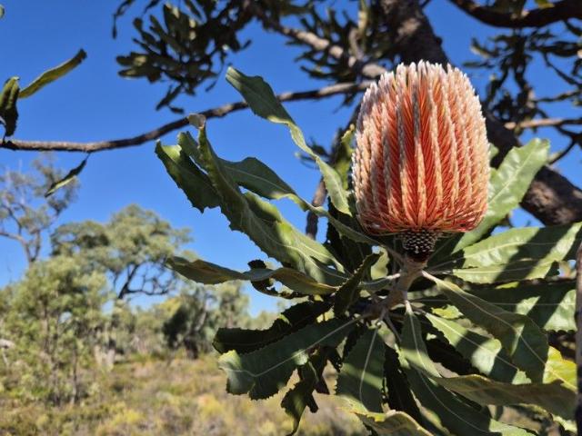 Over 1,000 acres of pristine bush only 80ks from Perth