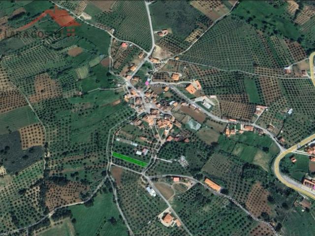 Olival com18 oliveiras em Nogueirinha, Macedo de Cavaleiros