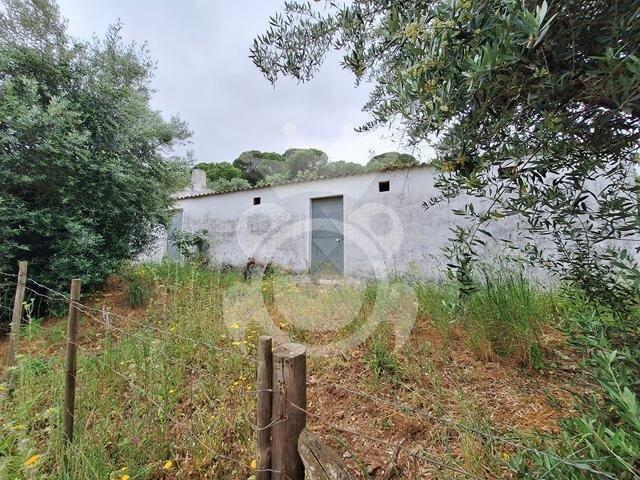 Olival com apoio agrícola não registado