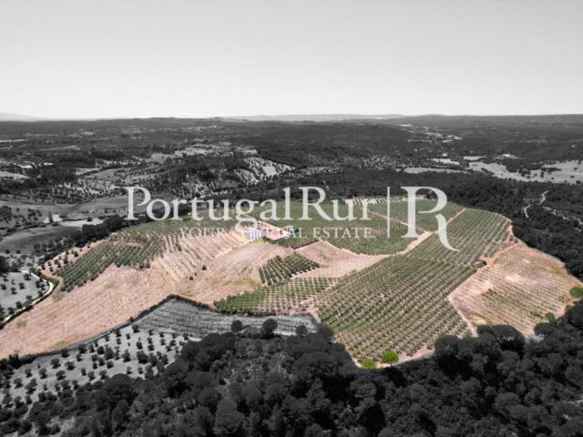 Olival Biológico com 20hectares Maquinaria incluída 0m² Malou, Louriceira e Espinheiro