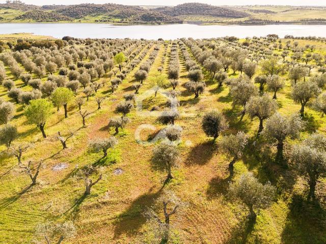 Olival de 5138 m2 | Rosário Alandroal