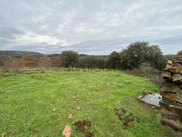 Olival de Excelência com 2,2 Hectares em Macedo de Cavaleiros Produção DOP
