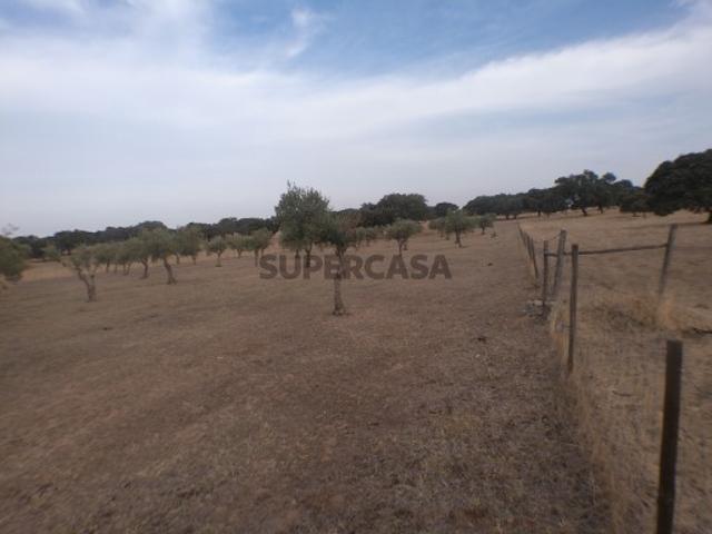Olival em Barbacena