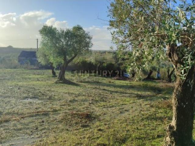 Olival em São Vicente do Paul, Santarém 7080m²