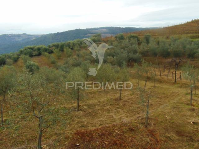 Olival em produção Abaças / Vila Real
